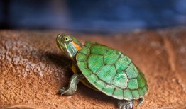 怎样判断乌龟公母（8种方法帮你简单辨别）