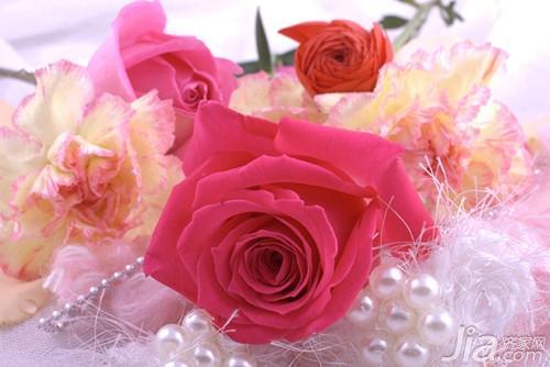 粉色康乃馨的花语（12朵粉色康乃馨花语是什么）(1)