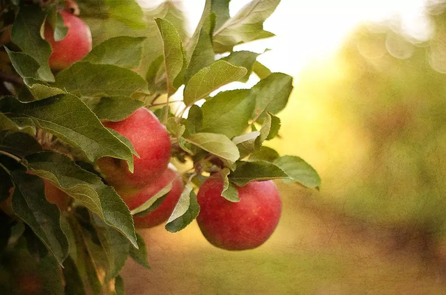 苹果树种植方法及过程（原来苹果树也可以这么好种）(1)
