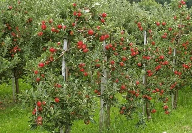 苹果树种植方法及过程（原来苹果树也可以这么好种）(2)