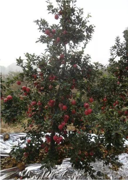 苹果树种植方法及过程（原来苹果树也可以这么好种）(3)