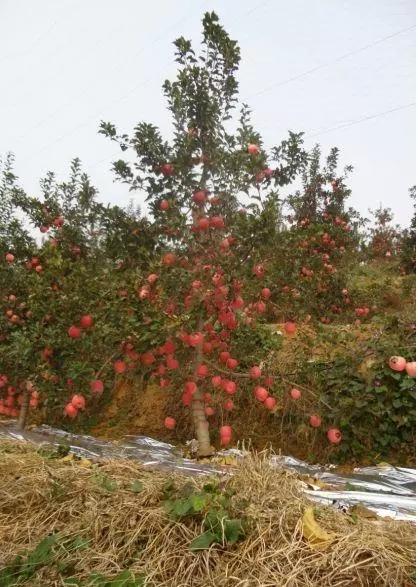 苹果树种植方法及过程（原来苹果树也可以这么好种）(4)