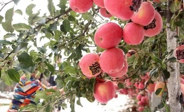 苹果树种植方法及过程（原来苹果树也可以这么好种）(5)