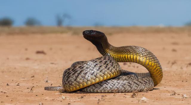 世界十大毒蛇排名前十名，眼镜蛇只能排第十(附2023年最新排行榜前十名单)