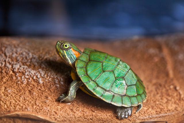 怎样判断乌龟公母（8种方法帮你简单辨别）(4)