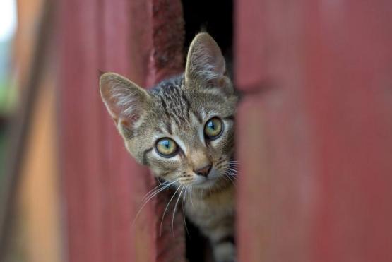 猫丢了找猫的窍门（3个方法帮你找回它）(3)